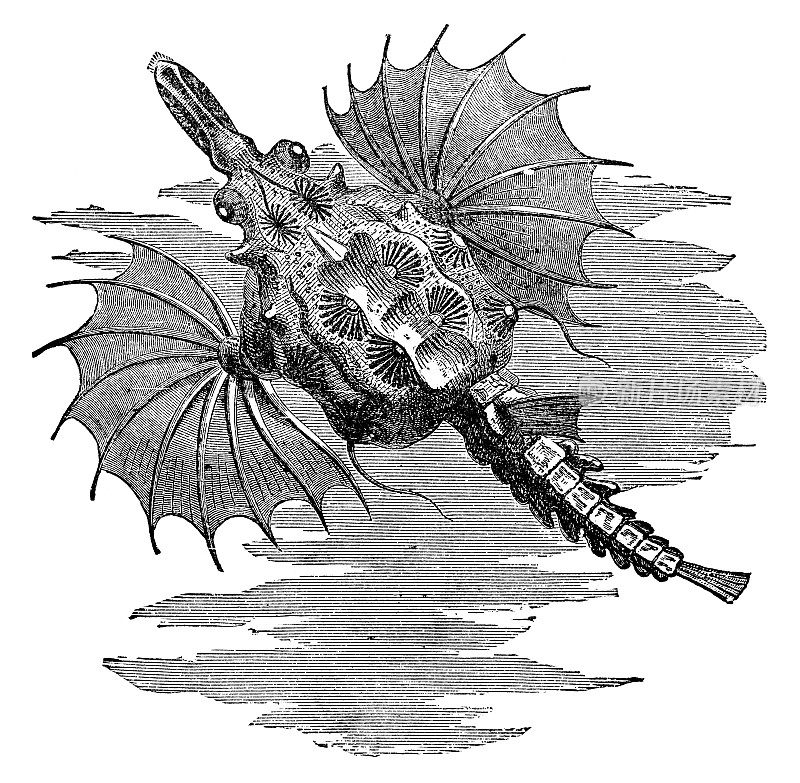 小龙鱼(Eurypegasus Draconis) - 19世纪